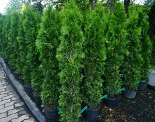 Tuja Emerald 130-140cm Zakorenený hrniec 5l